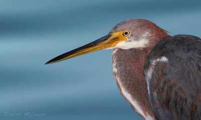 Tri-colored Heron