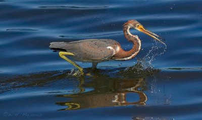 Tri-colored Heron