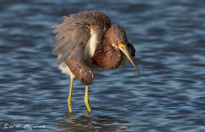 Tri-colored Heron