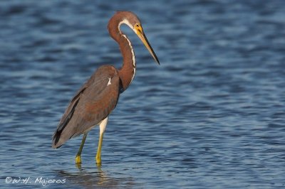 Tri-colored Heron