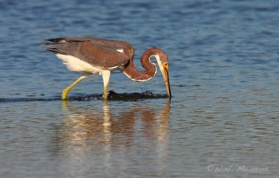 Tri-colored Heron