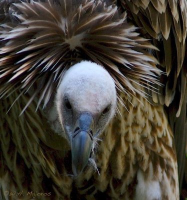 bearded vulture