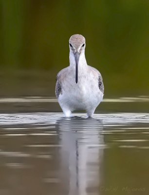 Willet