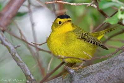 Wilson's Warbler