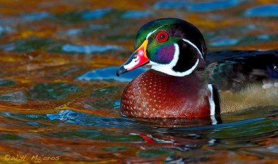 Wood Duck