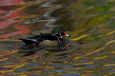 Wood Duck