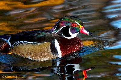 Wood Duck