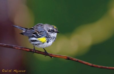 Yellow-rumped Warbler