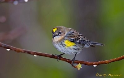 Yellow-rumped Warbler