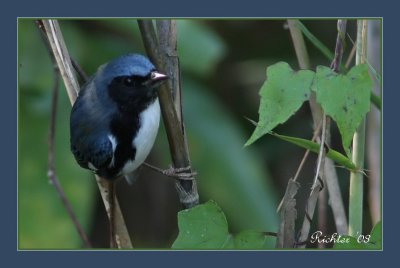 Black-Throated Blue Warbler 102108.jpg