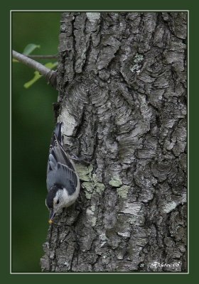 White breasted Nuthatch.jpg