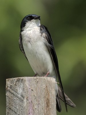 Tree Swallow