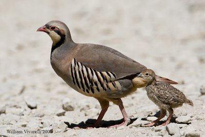 Ciukar (Alectoris ciukar)