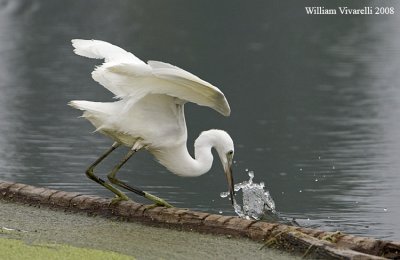 Garztta (Egretta garzetta)