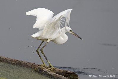 Garztta (Egretta garzetta)