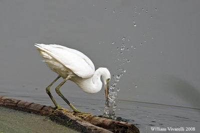 Garztta (Egretta garzetta)