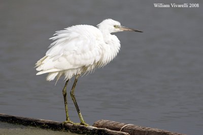 Garztta (Egretta garzetta)