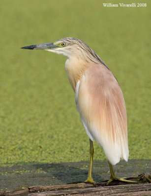 Sgarza ciuffetto (Ardeola ralloides)