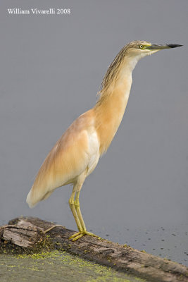 Sgarza ciuffetto (Ardeola ralloides)