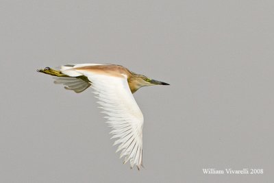 Sgarza ciuffetto (Ardeola ralloides)