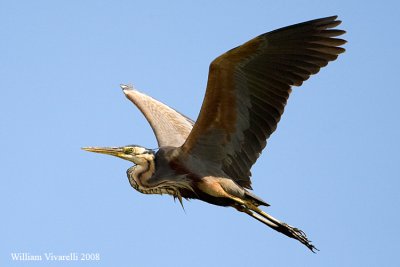 Airone rosso (Ardea purpurea)