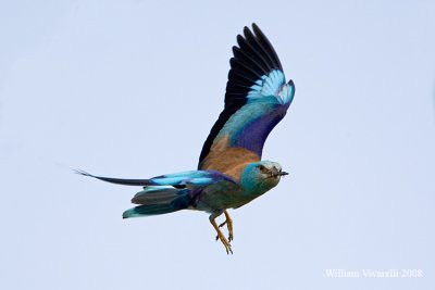 Ghiandaia marna  (Coracias garrulus)