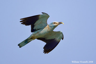 Ghiandaia marna  (Coracias garrulus)