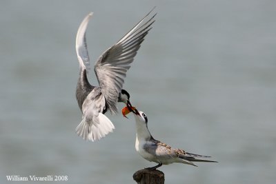 Mignattino piombato (Chlidonias hybrida)