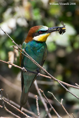 Gruccione  (Merops apiaster)