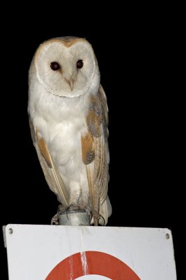 Barbagianni (Tyto alba)