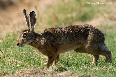 Lepre comune (Lepus europaeus)