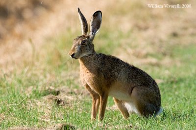 Lepre comune (Lepus europaeus)