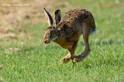 Lepre comune (Lepus europaeus)