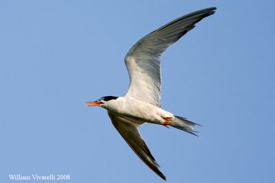 Sterna comne  (Sterna hirundo)