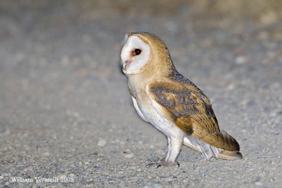 Barbagianni (Tyto alba)