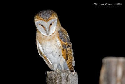 Barbagianni (Tyto alba)