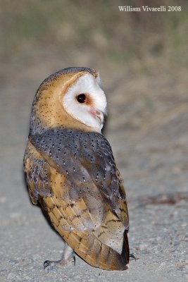 Barbagianni (Tyto alba)