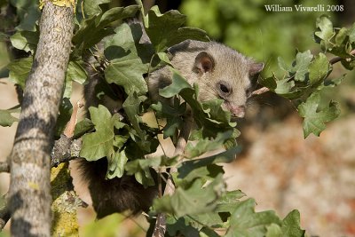 Ghiro (glis glis)