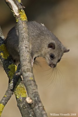 Ghiro (glis glis)