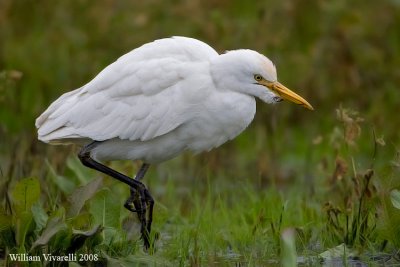 Airone guardabuoi  (Bubulcus ibis)