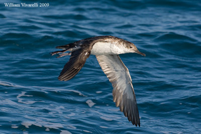 Berta minore (Puffinus yelkouan) 