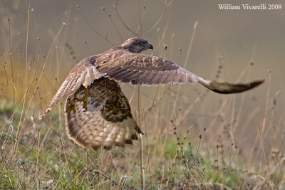 Poiana (Buteo buteo)