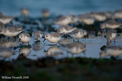 Piovanello tridattilo (Calidris alba)