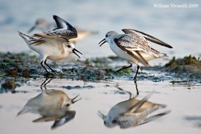 Piovanello tridattilo (Calidris alba)  