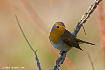 Pettirosso (Erithacus rubecula)