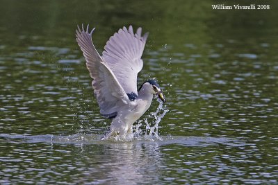 Nittcora (Nycticorax nycticorax)