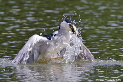 Nittcora (Nycticorax nycticorax)