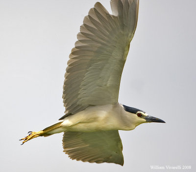 Nittcora (Nycticorax nycticorax)