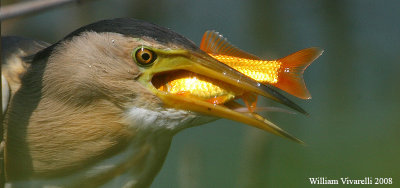 Tarabusino (Ixobrychus minutus)