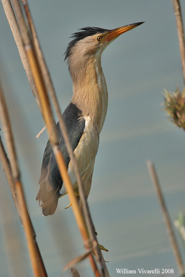 Tarabusino (Ixobrychus minutus)